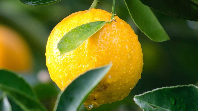 生物科技厂家品牌探秘：如何识别优质合作伙伴**